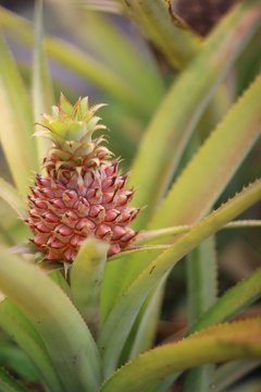 パイナップル畑 Photos Royalty Free Images Graphics Vectors Videos Adobe Stock