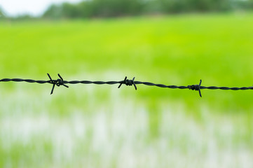 barbed wire with young rice field background