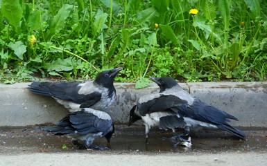 Four young crows in a puddle on the asphalt at the curb