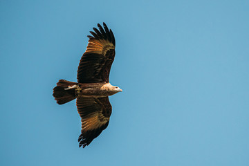 Goa, India. Brahminy Kite With Fish In Paws Flying In Blue Sky