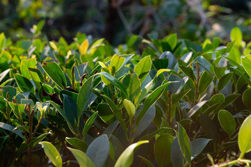 green leaf with Lens flare from sun light