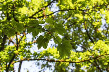 Fototapeta na wymiar Young green leaves in the forest in spring