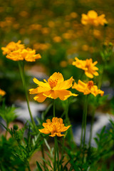 Obraz premium yellow cosmos flower in field