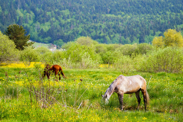 two horses walking on meadow. stray horses in the meadows.