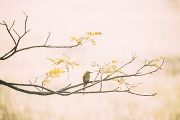 Goa, India. Green Bee-eater Bird Sitting On Branch Of Tree On Blerred Yellow Background