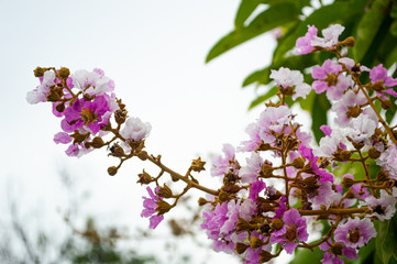 pink amd white tropical flower on white background