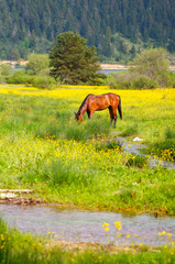 brown horse feeding on the grass. A horse grazing in the meadow.