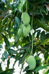 hanging raw mango group on the  tree with leaf