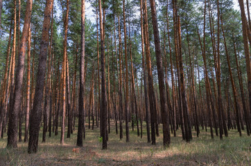 Natural background forest pine trees