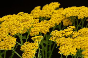 Yarrow Flowers © Levon