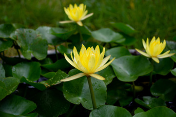 tree yellow Lotus in lotus basin with leaf and bokeh nature background