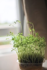 タッパーで育てる豆苗