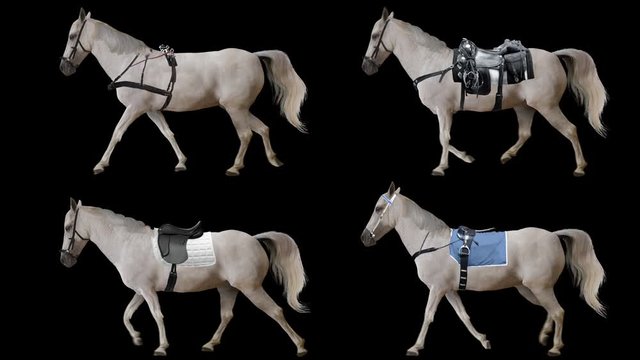 Horse is harnessed and saddled walking. Variations Saddle: sports, racing, cowboy. Element for visual effects.