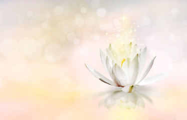 Fototapeta na wymiar Lotus floating on water with worm glitter sparkle light and soft blur bokeh reflection on pastel dream color background, White lily water flower on water.