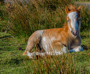 Fototapeta premium Young wild pony enjoying the spring sunrise on the Long Mynd in Shropshire