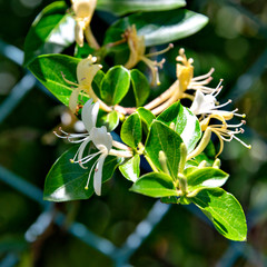 Full blooming of Japanese Honeysuckle (Lonicera japonica) in Japan in May