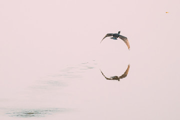 Carambolim Lake, Goa, India. The Indian Cormorant Flying Above Water Surface In Sunny Morning. Indian Shag Phalacrocorax Fuscicollis Is A Member Of The Cormorant Family