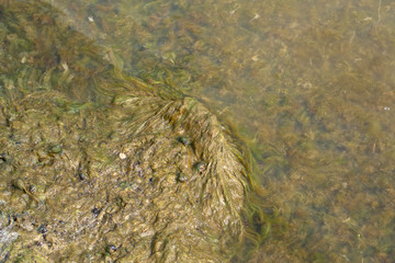 mud and algae with shells of snails