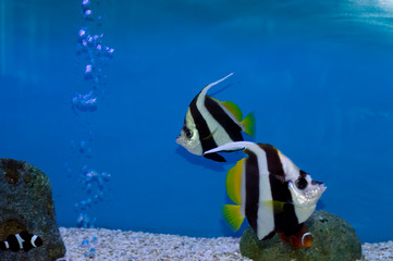Fototapeta na wymiar two Bannerfishes, Pennanfishes ,butterfly fish on blue background