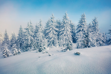 Bright morning view of mountain forest. Gorgeous outdoor scene with fir trees covered of fresh snow. Beautiful winter landscape. Happy New Year celebration concept.