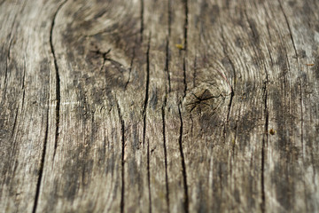 Obraz premium Pine wood texture. Selective focus.