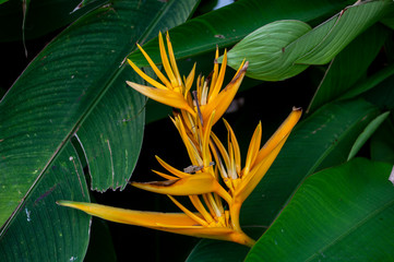 withered  tropical flower bird of paradise in garden