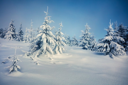 Perfect morning view of mountain forest. Mystical outdoor scene with fir trees covered of fresh snow. Beautiful winter landscape. Happy New Year celebration concept. © Andrew Mayovskyy