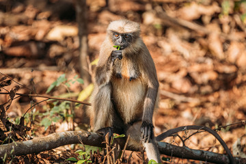 Goa, India. Gray Langur Monkey Eats Fresh Leaves Sitting On A Branch On Forest Ground