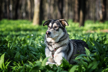 Czechoslovakian wolfdog siting on the green grass