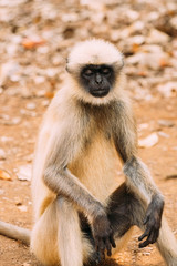 Goa, India. Gray Langur Monkey Sitting On Ground. Monkey With Closed Eyes Relax Sitting