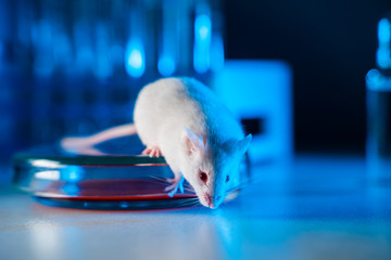 White albino laboratory mouse in a modern virological or immunological laboratory.