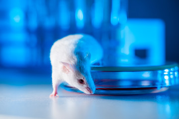 Animal test. Researcher injects drug, vaccine into the small laboratory white mouse by subcutaneous...
