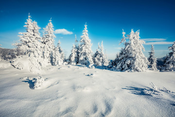 Fototapeta na wymiar Sunny morning view of mountain forest. Bright outdoor scene with fir trees covered of fresh snow. Wonderful winter landscape. Happy New Year celebration concept.