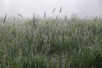 Fototapeta premium beautiful foggy early morning