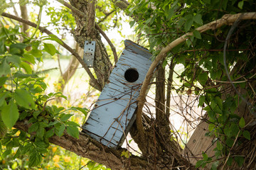 Old blue birdhouse sitting in the tree