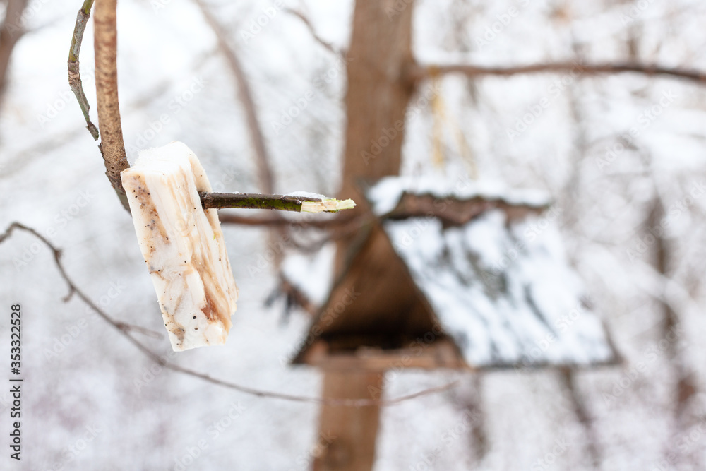 Canvas Prints lard piece for tits near wooden bird feeder in snowy forest in Timiryazevsky park in Moscow city on winter day