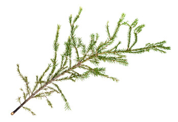green branch of spruce tree isolated on white background