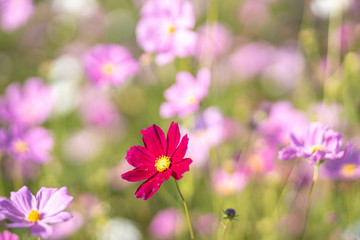 Fototapeta premium Pink flowers, also known as zinnia, are most commonly planted in the garden as seedlings are planted in pots or down to the ground. It can growth strong species.