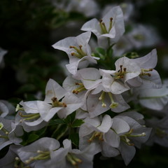 Photos of flowers in the garden.
white flowers and leaves.and dark 
 background.