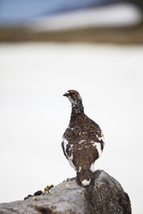 立山のライチョウ（オス）