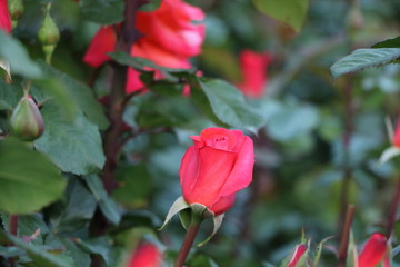 rote Rosen und Rosenholz