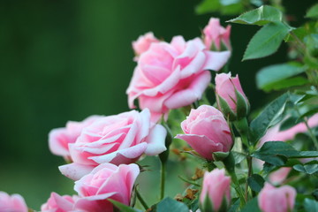 rosa Rosen und Rosenholz
