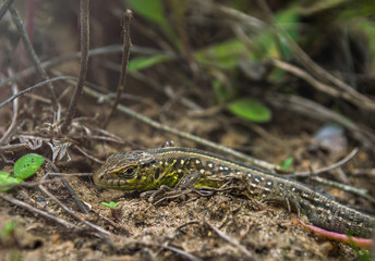 Face of green lizard with eye in macro
