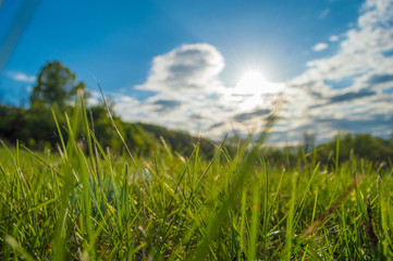 Obraz premium Green grass closeup on background from blurred landscape. Landscape with trees and blue sky with white clounds and light of sun.