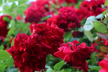rote Rosen und Rosenholz