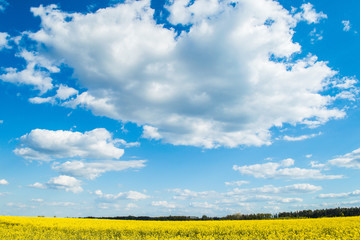Landscape of a field of yellow rape or canola flowers, grown for the rapeseed oil crop. Field of yellow flowers with blue sky and white clouds