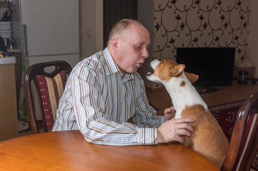 Basenji dog having hard conversation with master sitting at the table. The bad-mannered dog shows...