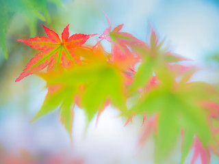 ６月のカエデの葉　梅雨のカエデの葉