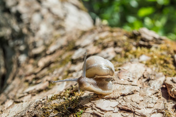 Little snail on a tree branch under the sun. Snail in brown colors on green blurred background. Concept photo of sunny spring.