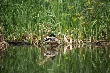 Wild duck in the thickets of a city park